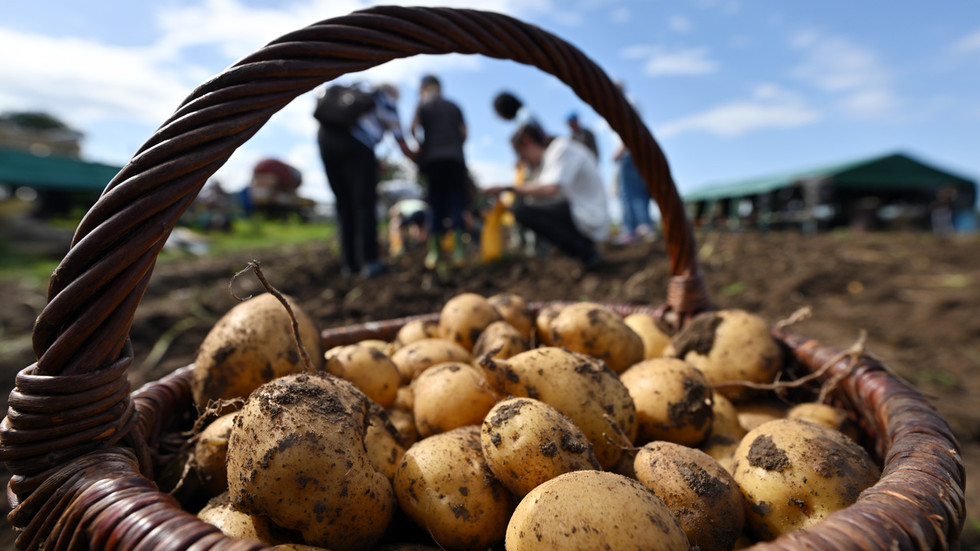 Scorching summer sparks potato shortage in Europe
