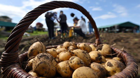 Scorching summer sparks potato shortage in Europe