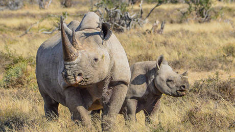 South Africa sends black rhinos to Botswana