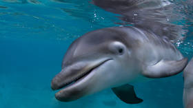 Migrants accused of beating baby dolphin to death in Spain (VIDEO)
