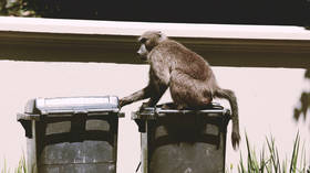 South Africa rolls out baboon-proof bins