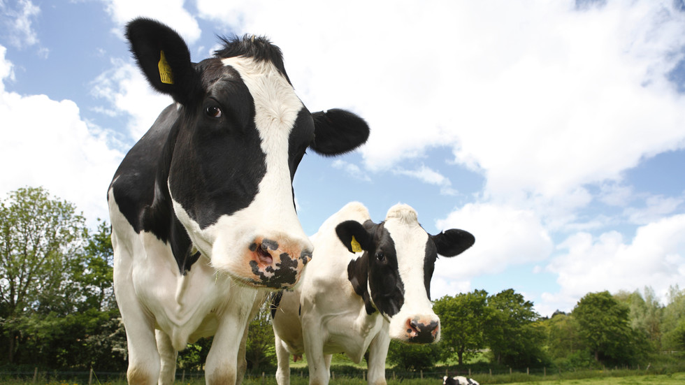 Unprecedented bluetongue outbreak hits British livestock