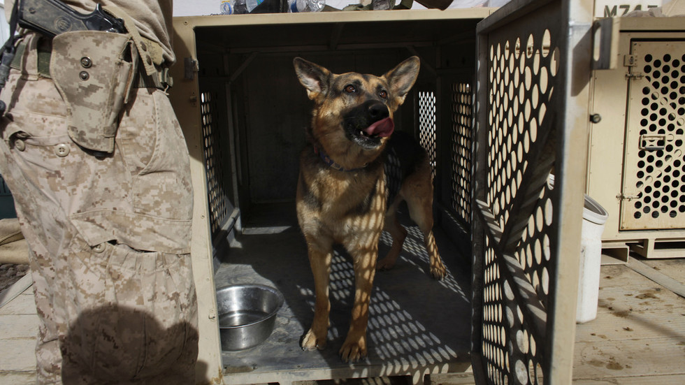 Anduril’s Palmer Luckey launches genetically-engineered ‘war dogs’ startup