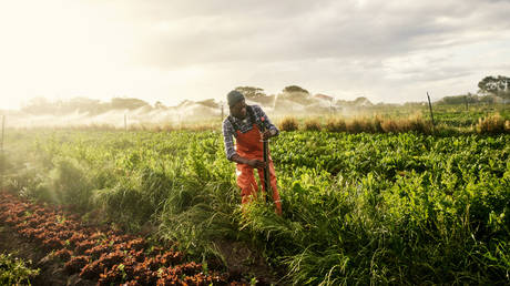 South Africa releases state land to black farmers