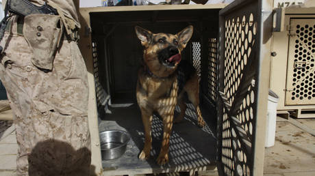 Anduril-s Palmer Luckey launches genetically-engineered ‘war dogs- startup