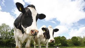 Unprecedented bluetongue outbreak hits British livestock