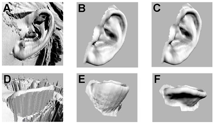 Digitization process for human ears. (Image from plosone.org) )