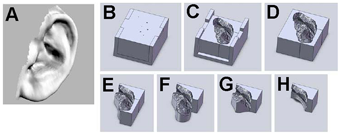 Mold design based on ear anatomy. (Image from plosone.org) )