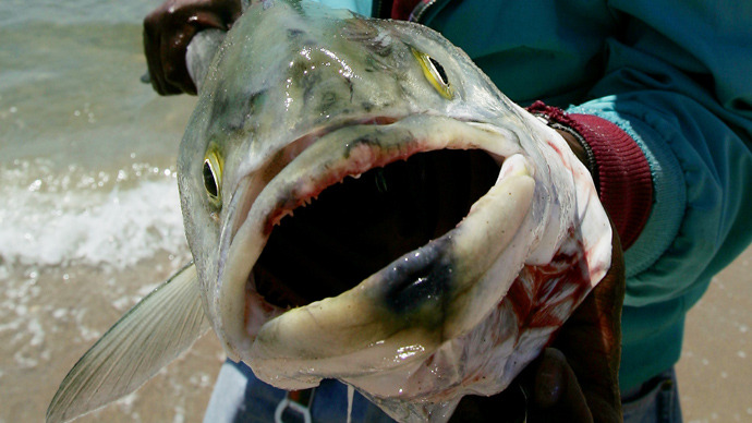 Tuna caught near California still have traces of Fukushima radiation