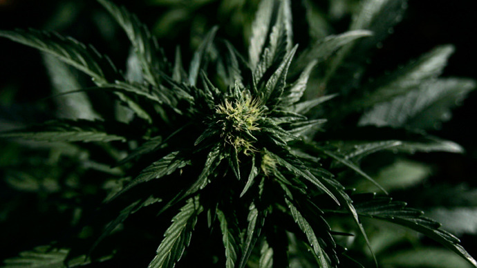 DEA chiefs urge Obama to nullify Washington and Colorado pot laws