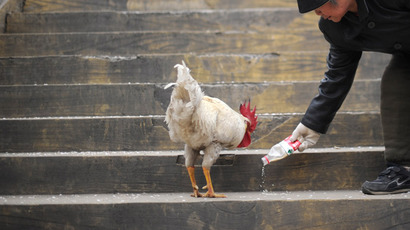 2,000 dead snow geese ‘basically… just fell out of the sky’ in Idaho