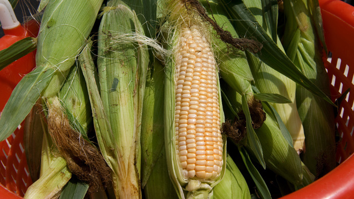 Study reveals GMO corn to be highly toxic