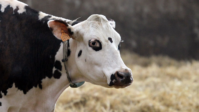 Hornless ‘Frankencow’: Genetic engineers aim to create super-bovine