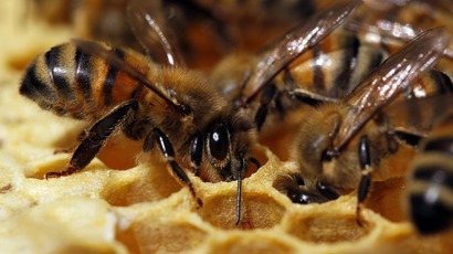 Insecticides cause honeybee colony collapse, study shows