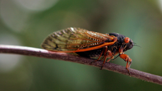 East coast of US braces for billions-strong cicada swarm
