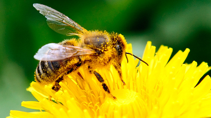 US approves new pesticides linked to mass bee deaths as EU enacts ban