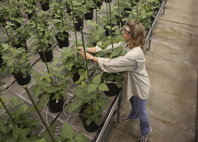 Nancy Brumley, Monsanto Soybean Plant Specialist, ties up a stalk of soybean in the soybean greenhouse at the Monsanto Research facility in Chesterfield, Missouri October 9, 2009. (Reuters)