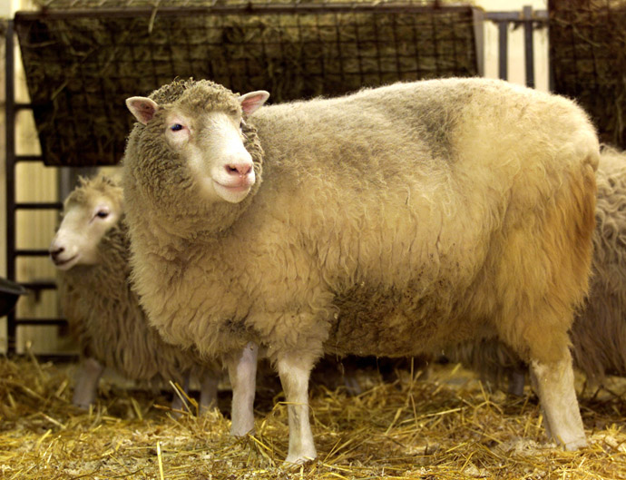 The world's first clone of an adult animal, Dolly the sheep, looks at photographers during a photocall at the Roslin Institue in Edinburgh January4, 2002. (Reuters/Jeff J Mitchell)