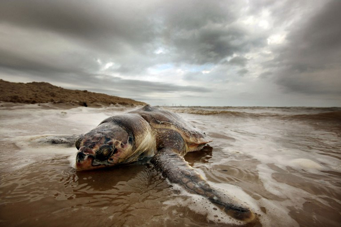 A dead sea turtle is seen washed onto shore April 14, 2011 in Waveland, Mississippi. There have been 67 reported sea turtle deaths in Mississippi through April 11 and many believe the BP spill is to blame. (AFP Photo / Mario Tama)