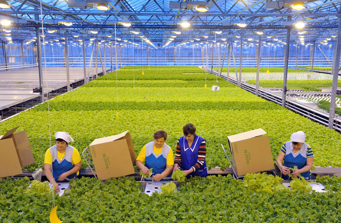 Employees of the agricultural complex harvesting lettuce. (RIA Novosti)