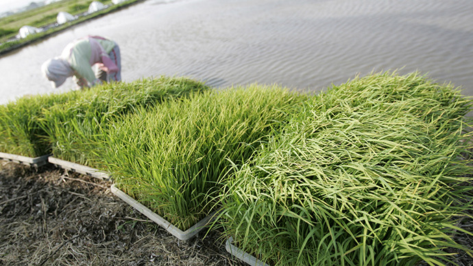 Rice seeds sown in former Fukushima evacuation zone