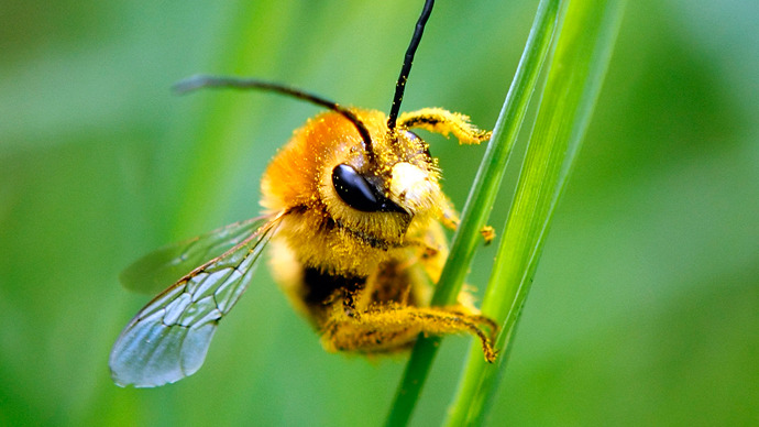 EU imposes 2-year ban on pesticides believed responsible for mass bee deaths