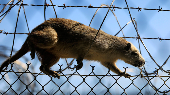 Mississippi sued over for-profit prison where inmates sell leashed rats