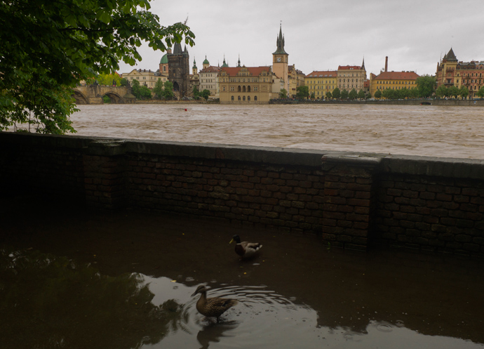 Ducks stand in water on the left bank of the flooded Vltava river on June 2, 2013 in Prague (AFP Photo / Michael Cizek)