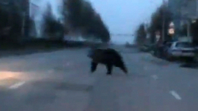 Wild chase: Bear walks into Russian kindergarten, shooed away by police (VIDEO)