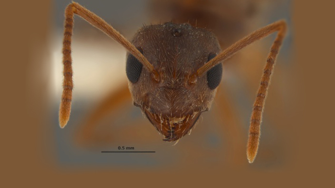 'Crazy' ants that can't be killed with insecticides invade the US