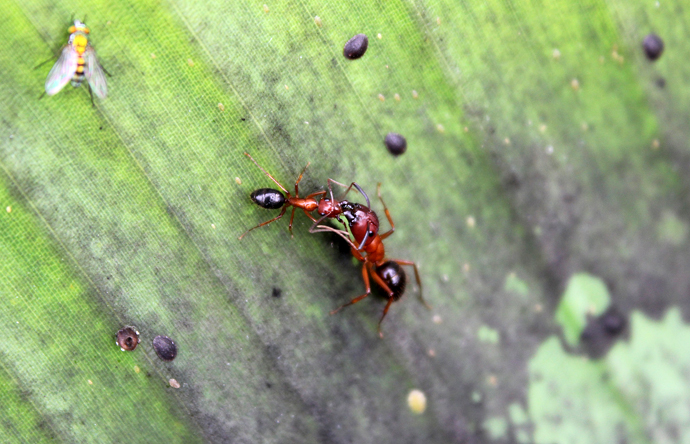 Red ant (Photo by Nicole Glass)