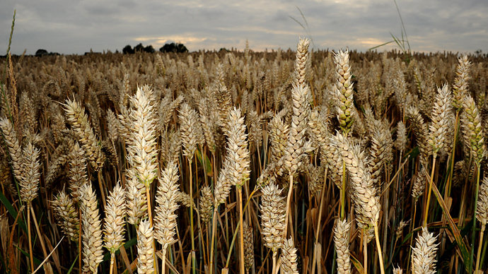 Monsanto hit with class action lawsuits in mystery GMO wheat case