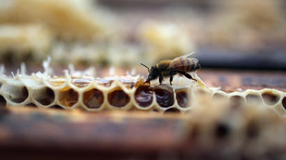 Bee studies feel sting of pesticide manufacturers – MPs