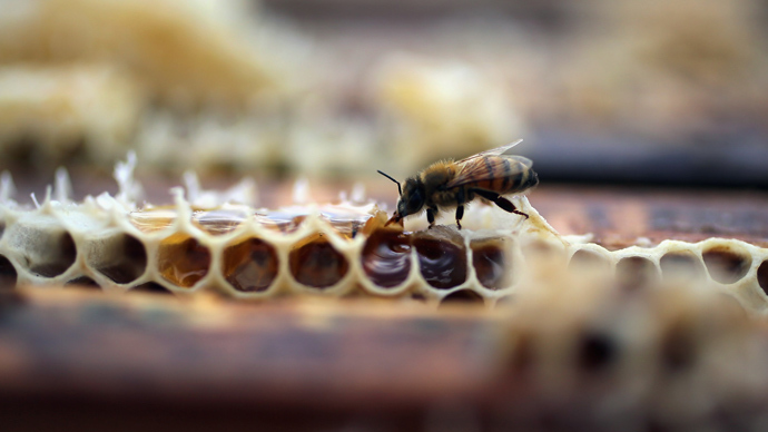 Thousands of bees die at start of National Pollinator Week