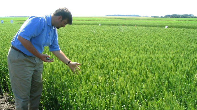 Monsanto points to sabotage at GMO-contaminated wheat field