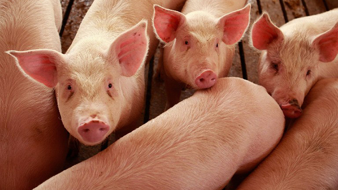 Pork beats oil and gold as hottest US commodity