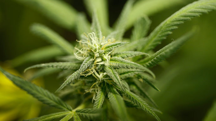 Washington DC considers decriminalization of marijuana