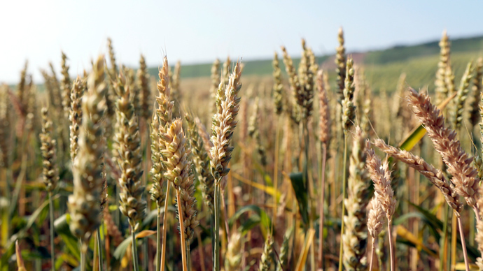 Monsanto’s Oregon GMO wheat scandal puzzles investigators