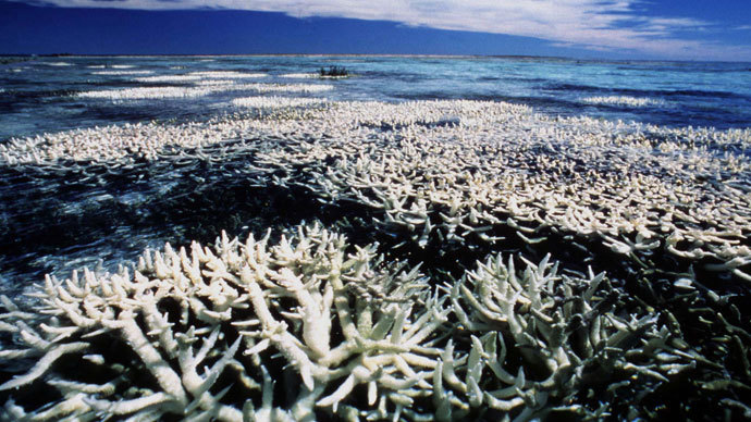 Coral on Australia's Great Barrier Reef.(Reuters)
