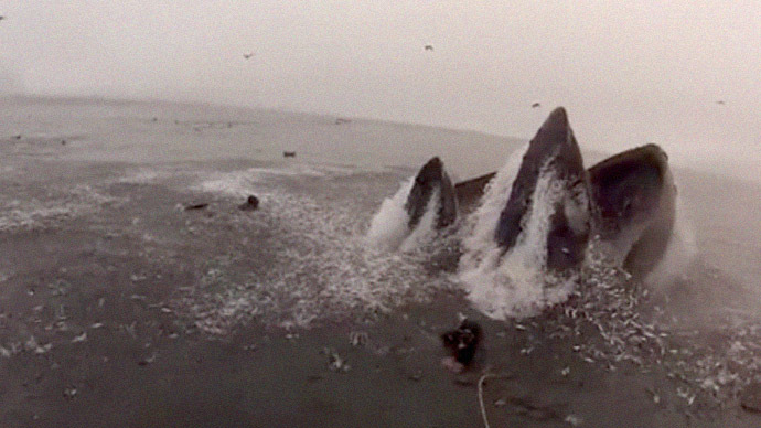 Divers nearly swallowed by whales off California coast (VIDEO)