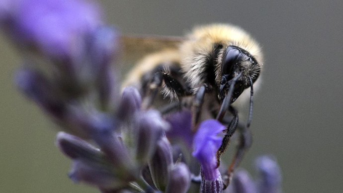 'Beemageddon' delayed: Bumblebee reemergence puzzles scientists