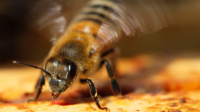 Bee studies feel sting of pesticide manufacturers – MPs