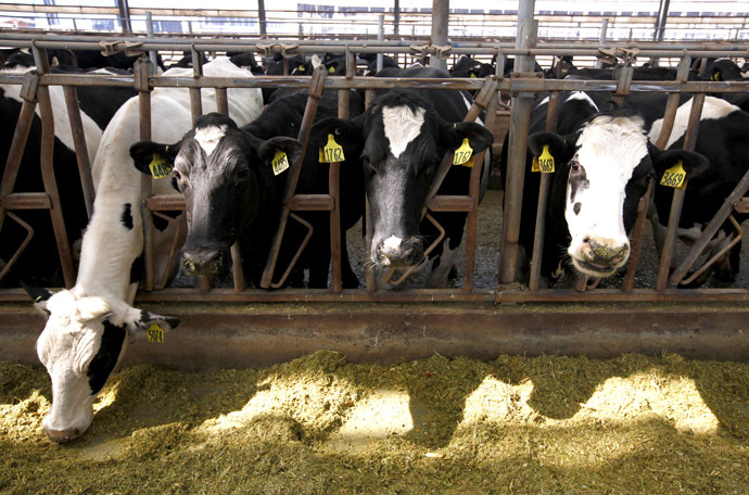 Cows eat feed in a barn on the 35-hectare farm managed by New Zealand dairy export giant Fonterra Co-operative Group (Reuters/David Gray)