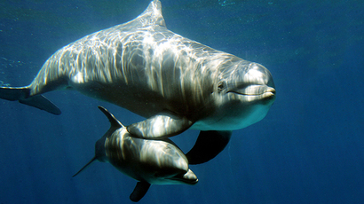 Open-sea US Navy testing will kill hundreds of dolphins and whales
