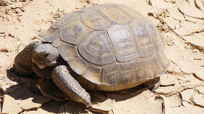 Government plans to euthanize hundreds of threatened desert tortoises it was supposed to protect