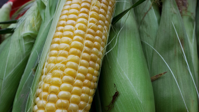 StarLink resurfaces: GM corn banned decade ago found in Saudi Arabia