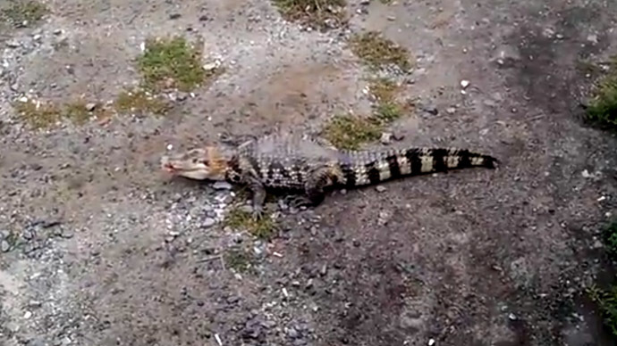 Crocodile let loose in large Russian city (VIDEO)