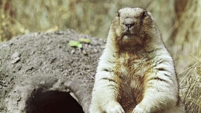 A marmot near its hole (RIA Novosti/V. Bokhonov)