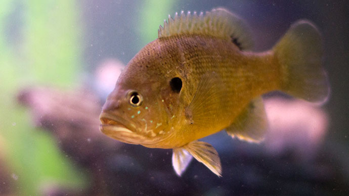 The green sunfish (Image from flickr.com user@meowmixx1980)