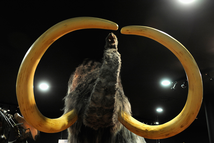 A mammoth reconstruction is exhibited at the Asturias Jurassic Museum (Reuters / Eloy Alonso) 